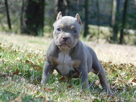 Pocket American Bully Puppies for Sale | Top American Bully Breeders | American bully, Pitbull ...