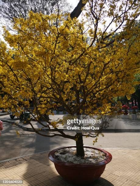 Chinese Apricot Tree Photos and Premium High Res Pictures - Getty Images