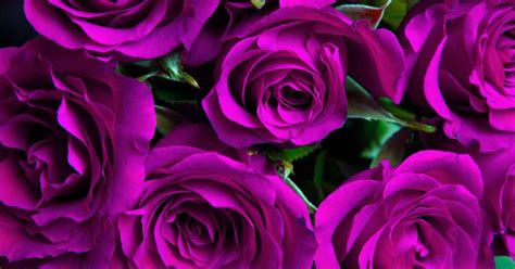 Enchanting Purple Roses: History and Meanings | Florgeous