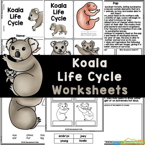 Koala Pouch Diagram