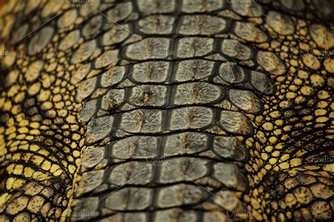 Alligator skin | High-Quality Animal Stock Photos ~ Creative Market