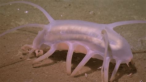 5 Things You Didn't Know About Sea Pigs