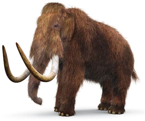 Woolly Mammoth Facts | When Did Mammoths Live | DK Find Out