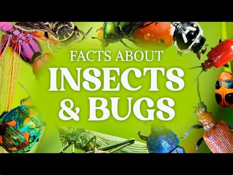 70 Cool Bug Facts You Have To Know - Facts.net