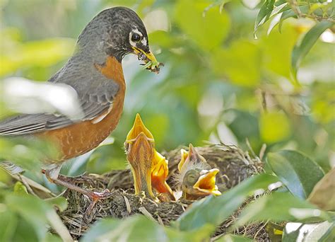 Robin feeding babies #1 Photograph by Glenn Woodell - Pixels