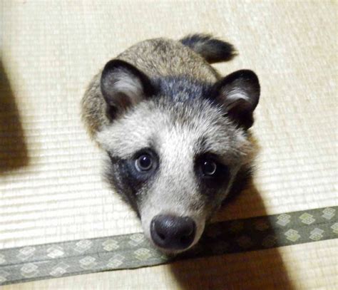 Mett Tanu The Japanese Raccoon Dog, The Cutest Pup Around (Photos)