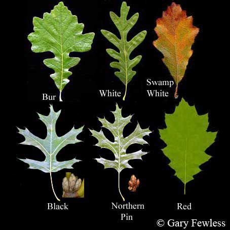 Oak (Quercus) Common types of Oak trees in North America include White Oak, Red Oak, Bur Oak ...