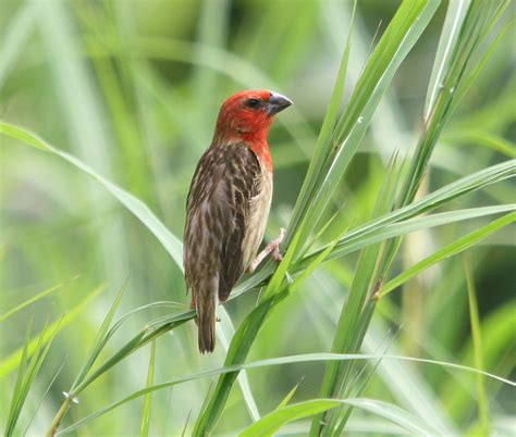 Birding South Sudan: Nimule road