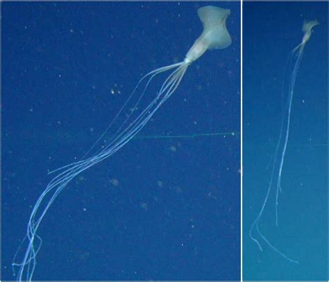 Rare Deep Sea Bigfin Squid Sighted in Australian Waters for First Time