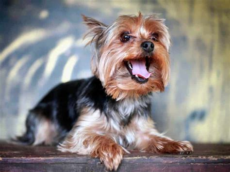 yorkshire terrier razas de perros pequeños de pelo largo | Yorkshire terrier, Yorkshire terrier ...