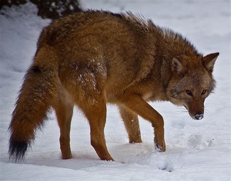 Coywolf: New coyote-wolf hybrid sees explosion in numbers | The Independent | The Independent