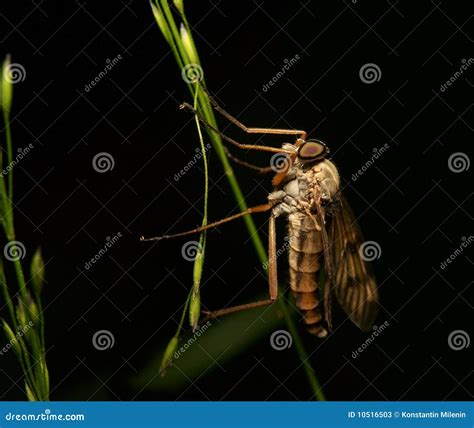 Predatory fly stock image. Image of hunter, insect, macro - 10516503