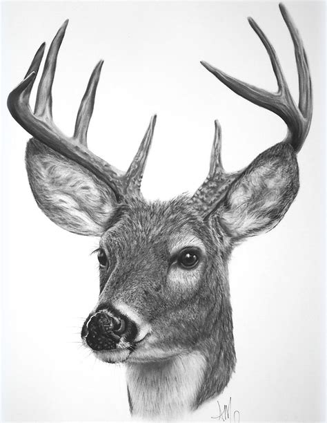 White-tailed Buck SOLD *Prints start at $15* | Deer drawing, Deer art, Deer artwork