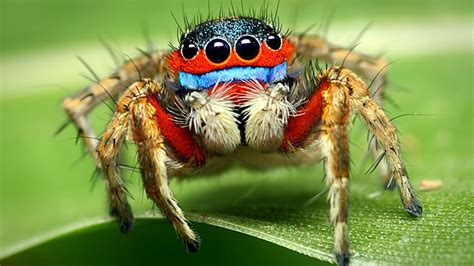 The Arachnid World: Spider Identification with Names and Pictures ...