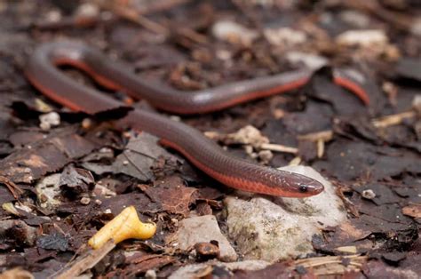 Discover 5 Fascinating Extinct Snakes! - A-Z Animals