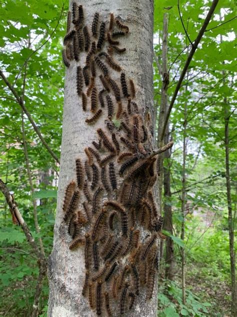 Gypsy moth caterpillar invasion: 'It's a plague' - Adirondack Explorer