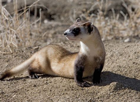 Black-footed ferret | mammal | Britannica