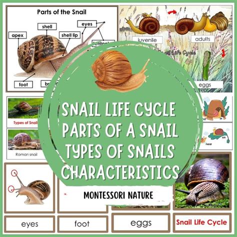 Parts of a Snail Life Cycle Facts Pack - Montessori Nature Printables