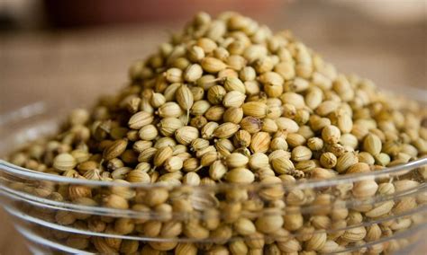 Coriander Seed Germination, Time, Process (Cilantro) | Gardening Tips