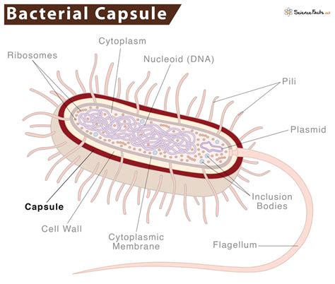 Bacterial Capsule - Definition, Functions, & Diagram