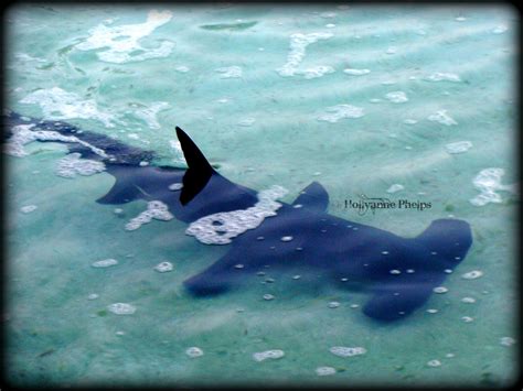 Hammerhead Shark Attack