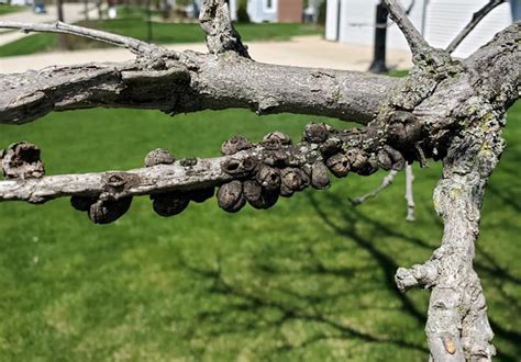 Are your oak trees infected with oak gall? - American Tree Experts