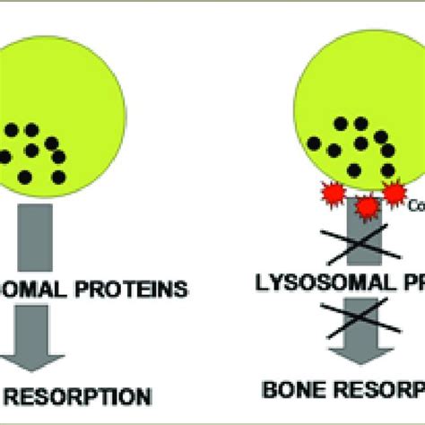 Proposed mechanism of action of calcitonin. | Download Scientific Diagram