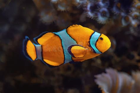 Clownfish - Coral Reef Fish in the Aquarium Stock Photo - Image of amphiprioninae, ocellaris ...