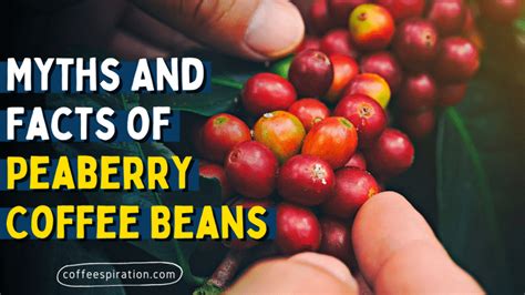 Myths And Facts of Peaberry Coffee Beans