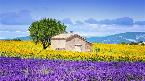 Sunflower and lavender field, Provence, France – Lifecycle Adventures