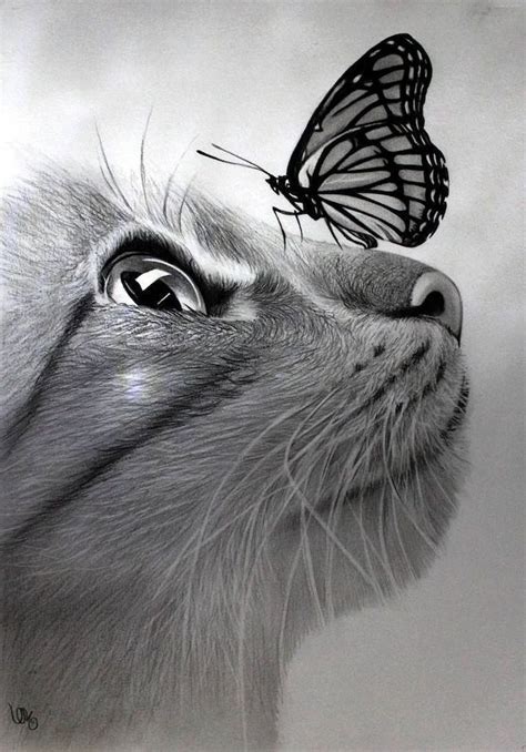 cat pencil drawing with butterfly on its nose realistic animal drawings made with black pencil a ...