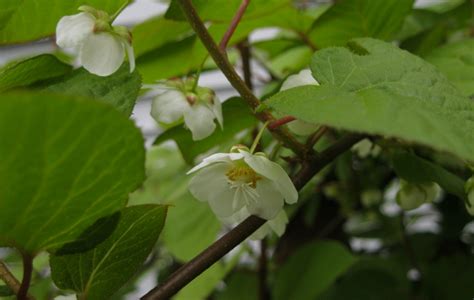 Variegated Kiwi Vine (Actinidia Kolomikta) Growing & Care Guide for Gardeners