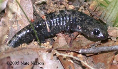 Caudata Culture Species Entry - Ambystoma opacum