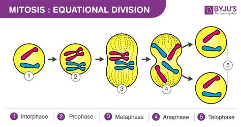 Mitosis Stages Diagram