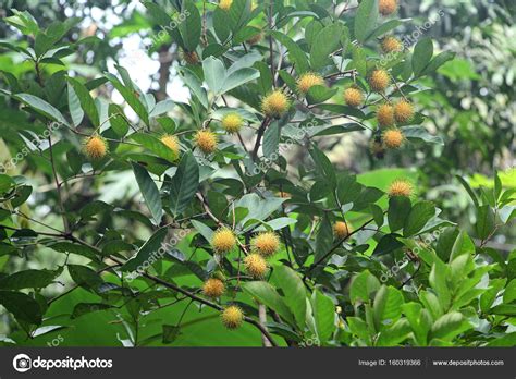 Rambutan Fruit Benefits