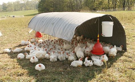 How to Take Care of Your Chickens Like Pro?