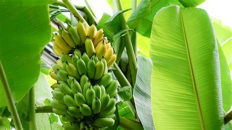 Berbuah Tak Biasa, Pohon Pisang Unik di Kulon Progo Jadi Tontonan Warga