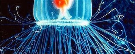 The turritopsis dohrnii jellyfish is officially known as the only immortal creature in the world ...