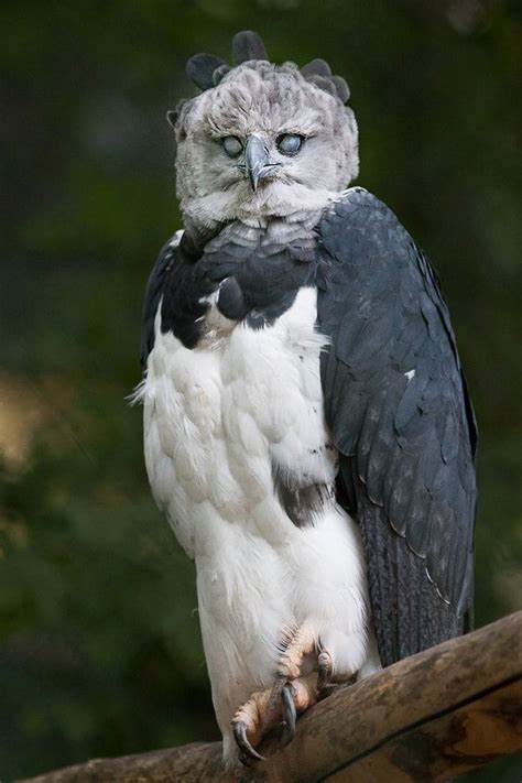 Scary Harpy - This Harpy Eagle (Harpia Harpyja), one of the largest birds, knows how to look ...