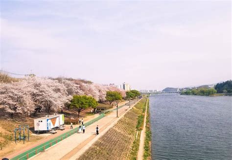 Cherry blossoms in Daegu, where to find them in spring?