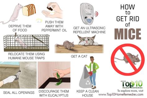 How to Get Rid of Mice | Top 10 Home Remedies