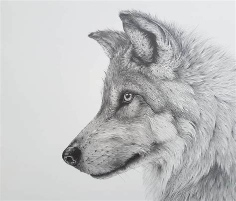 Detailed Black and White Wildlife Drawings | Pencil drawings of animals, Black and white drawing ...