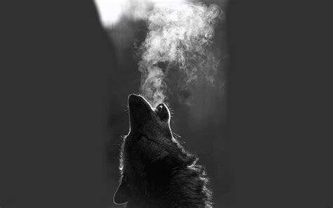 Wolf Howling Wallpaper Hd