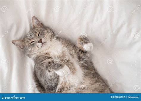 Cute, Fat Cat Sleeping, Lounging on the Bed, in the Summer Heat. Siesta. Top View. Stock Photo ...