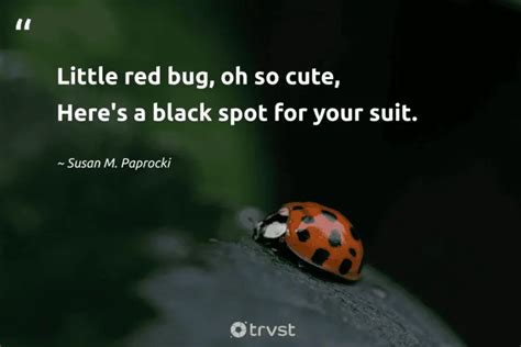 25 Ladybug Quotes Admiring the Tiny Miraculous Beetles (2024)