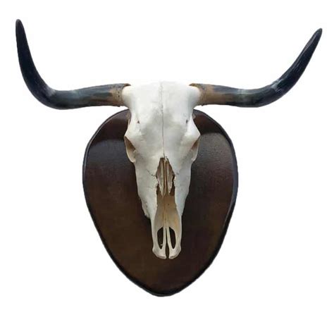 Authentic Spanish Fighting Bull Horns | Toroshopping