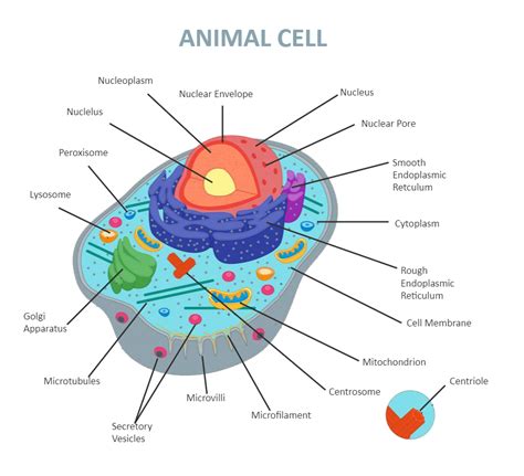 Animal Cell Diagram Labeled Cytoskeleton