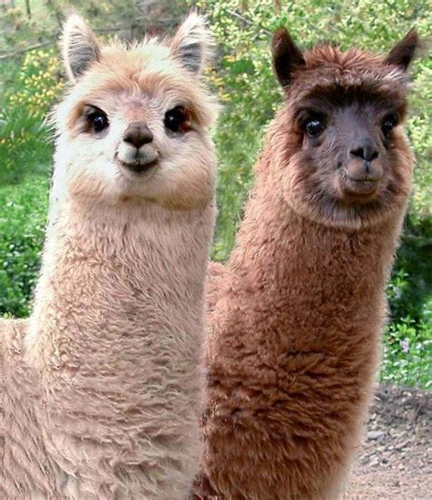 And I Think to Myself...What A Wonderful World.: Creature Feature: Llamas.