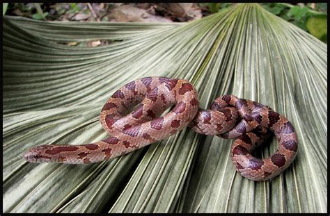 Mole Kingsnakes | Florida Backyard Snakes