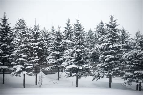 snow_pine_trees: snow_pine_trees